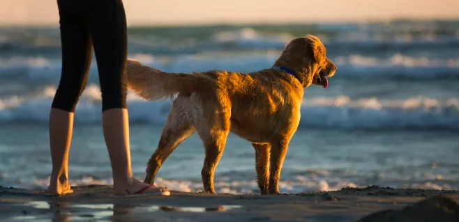 Perché i cani scodinzolano così tanto